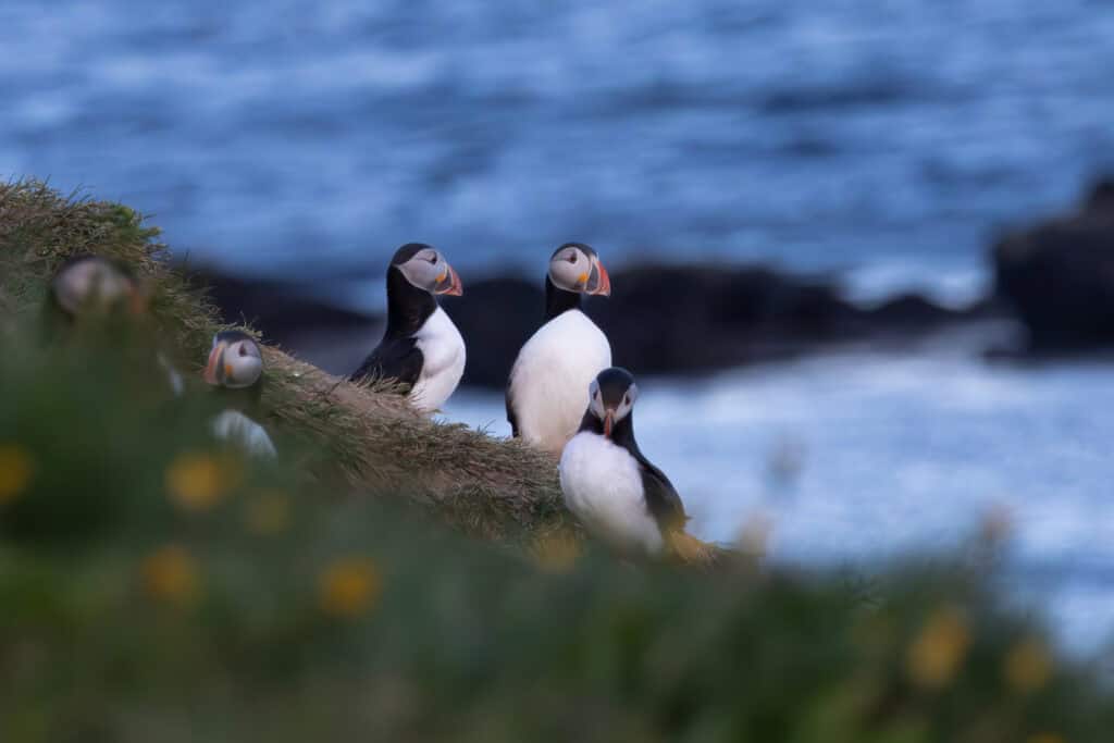 Iceland 2023 puffin