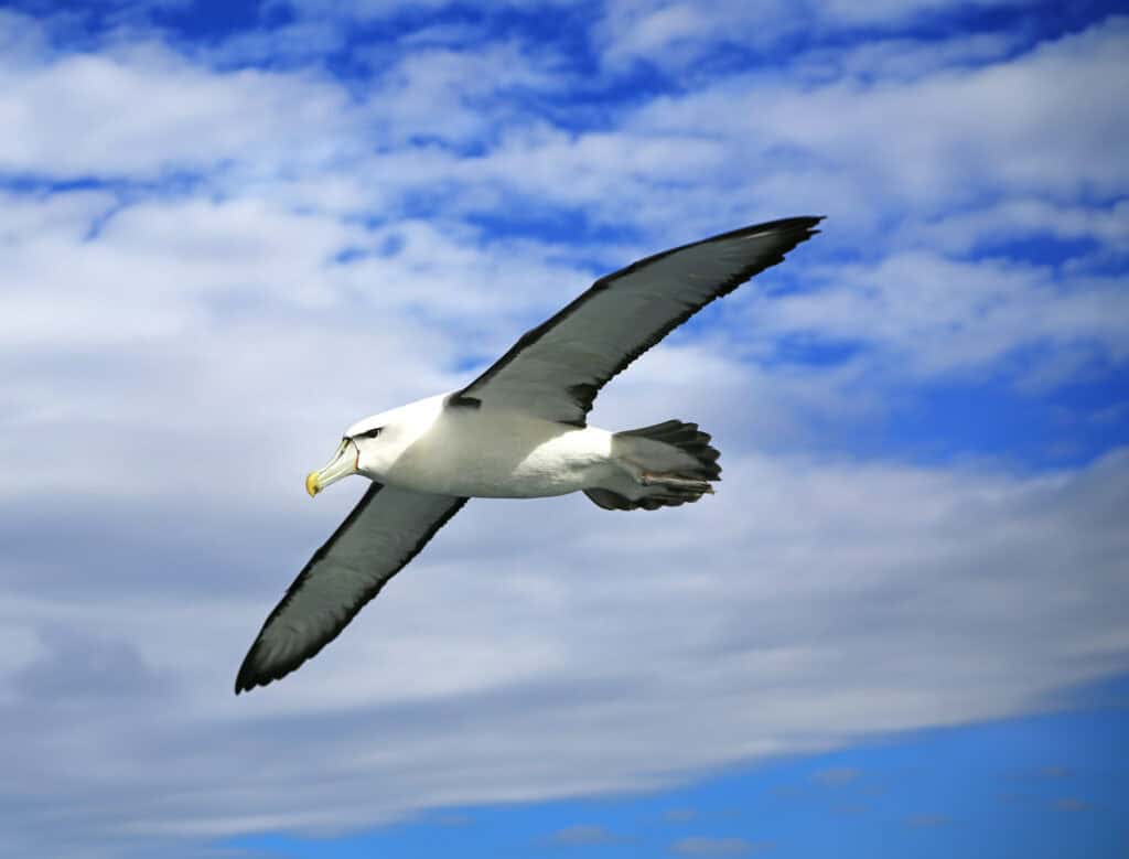 nareeta martin 5IYqAH4ZTrM unsplash