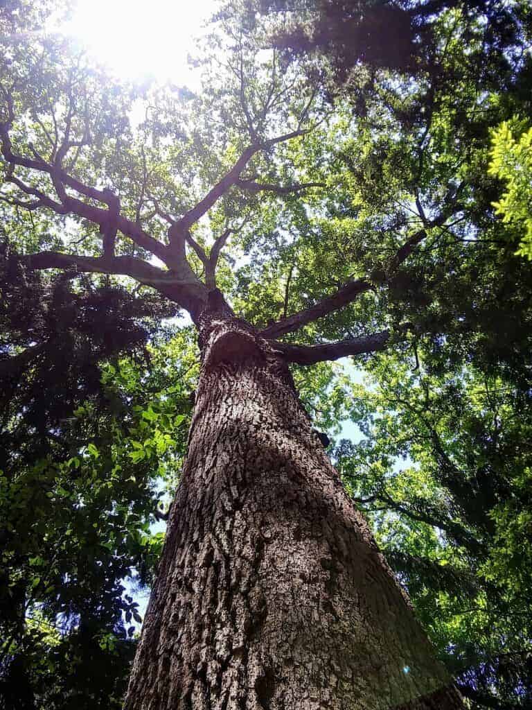 Schutz vor Überschwemmungen können auch Bäume sein