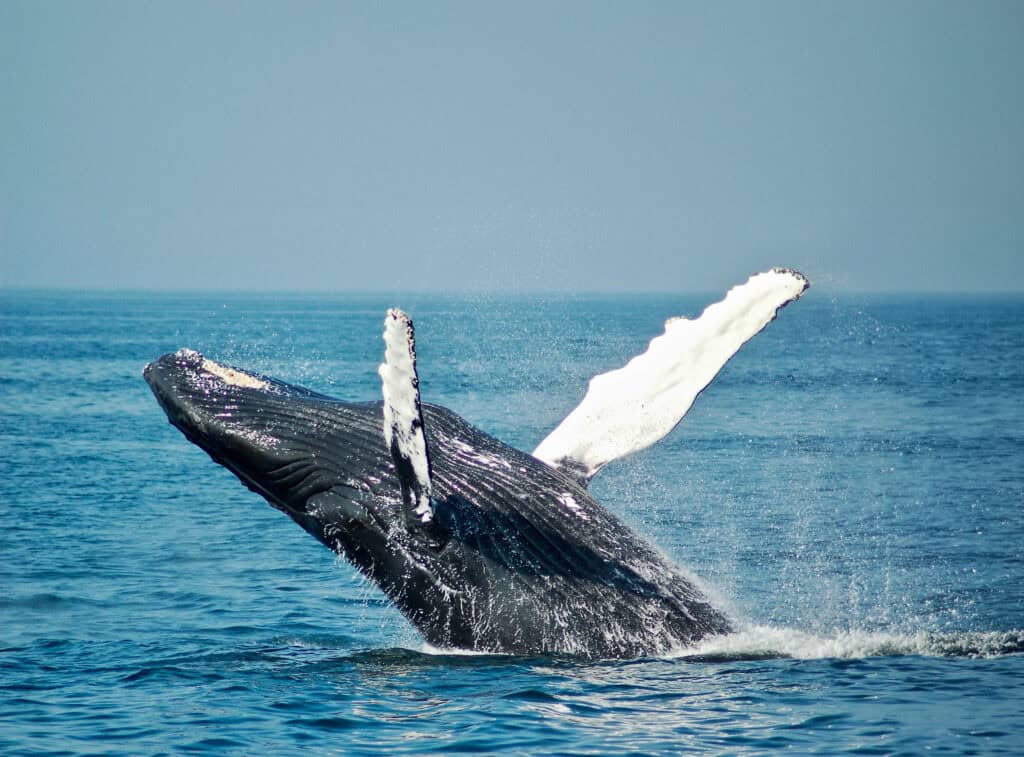 todd cravens lwACYK8ScmA unsplash