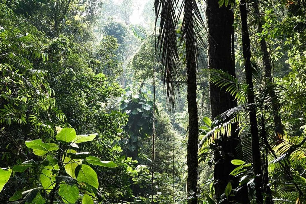 Regenwaldschutz