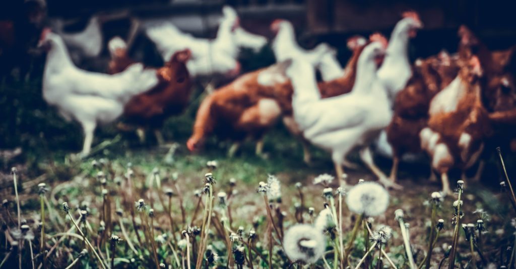 Rettet das Huhn e.V. vermittelt ausgediente Legehennen