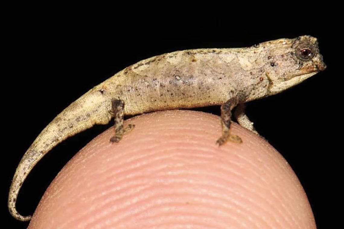 Das kleinste Reptil der Welt ist an einer besonderen Stelle ganz groß
