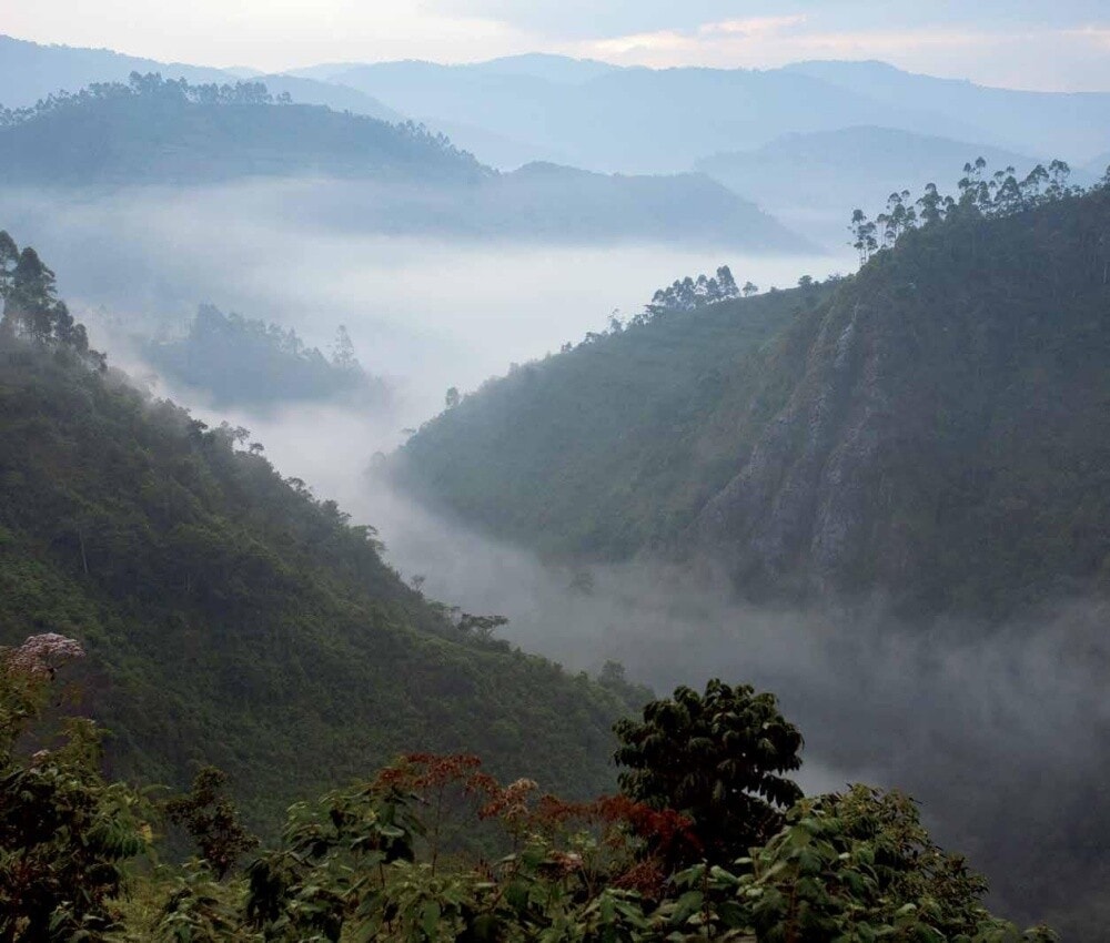 Ein Drittel von Ruanda ist wieder mit Wald bedeckt