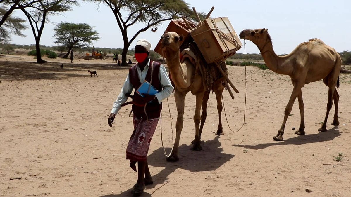 The Camel Library Project – wie Kamele Kindern das Lesen ermöglichen