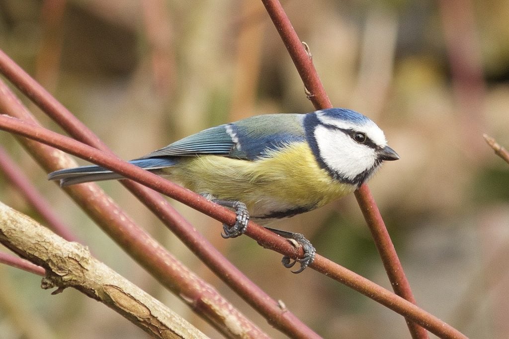 blue tit 1314499 1920