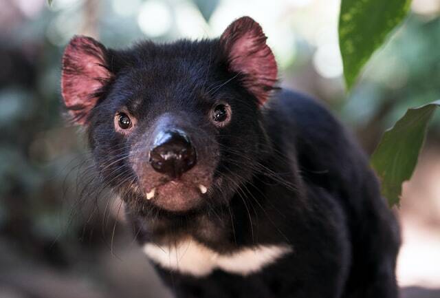 Auswilderungsprojekt bringt Tasmanische Teufel zurück nach Australien
