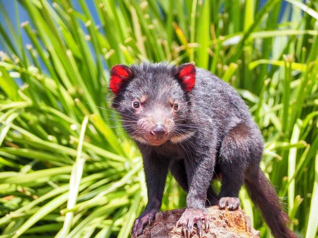 Tasmanische Teufel in Australien