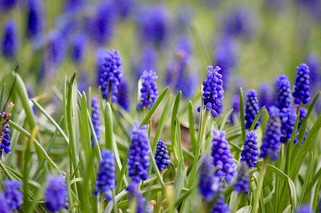 perl hyacinth 2236128 640 1