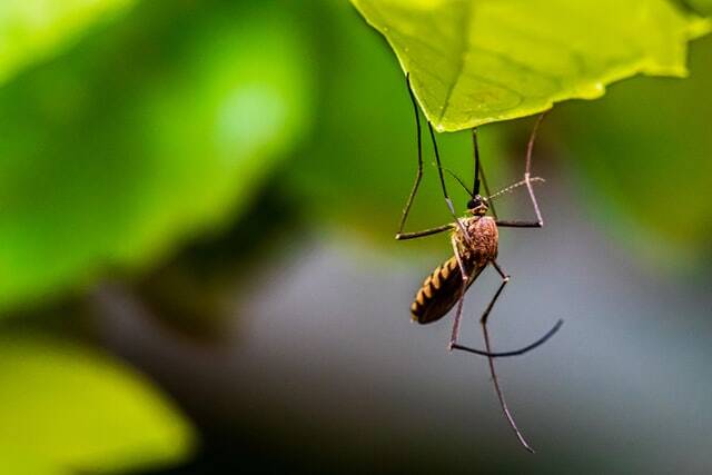 Dengue-Fieber kann gestoppt werden