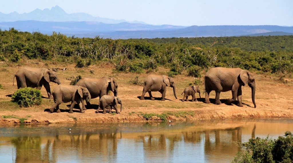 elephants 279505 1920