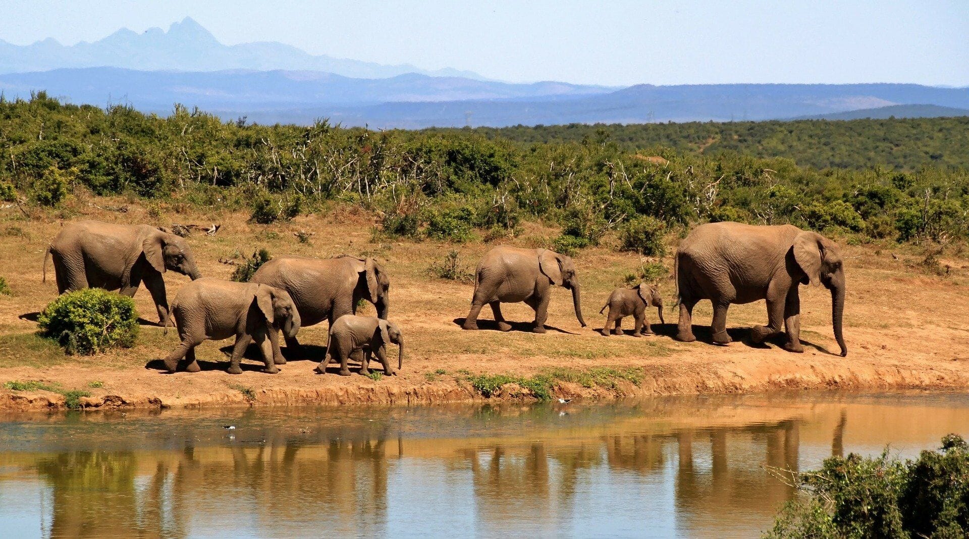 Rückgang der Wilderei in Tansania