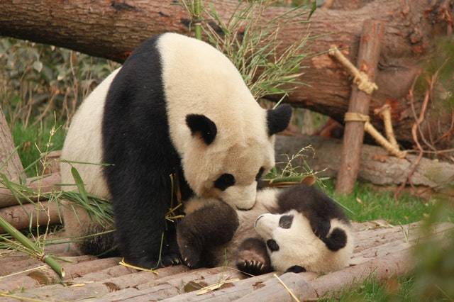 Chinesische Riesenpandas gelten nicht mehr als gefährdet