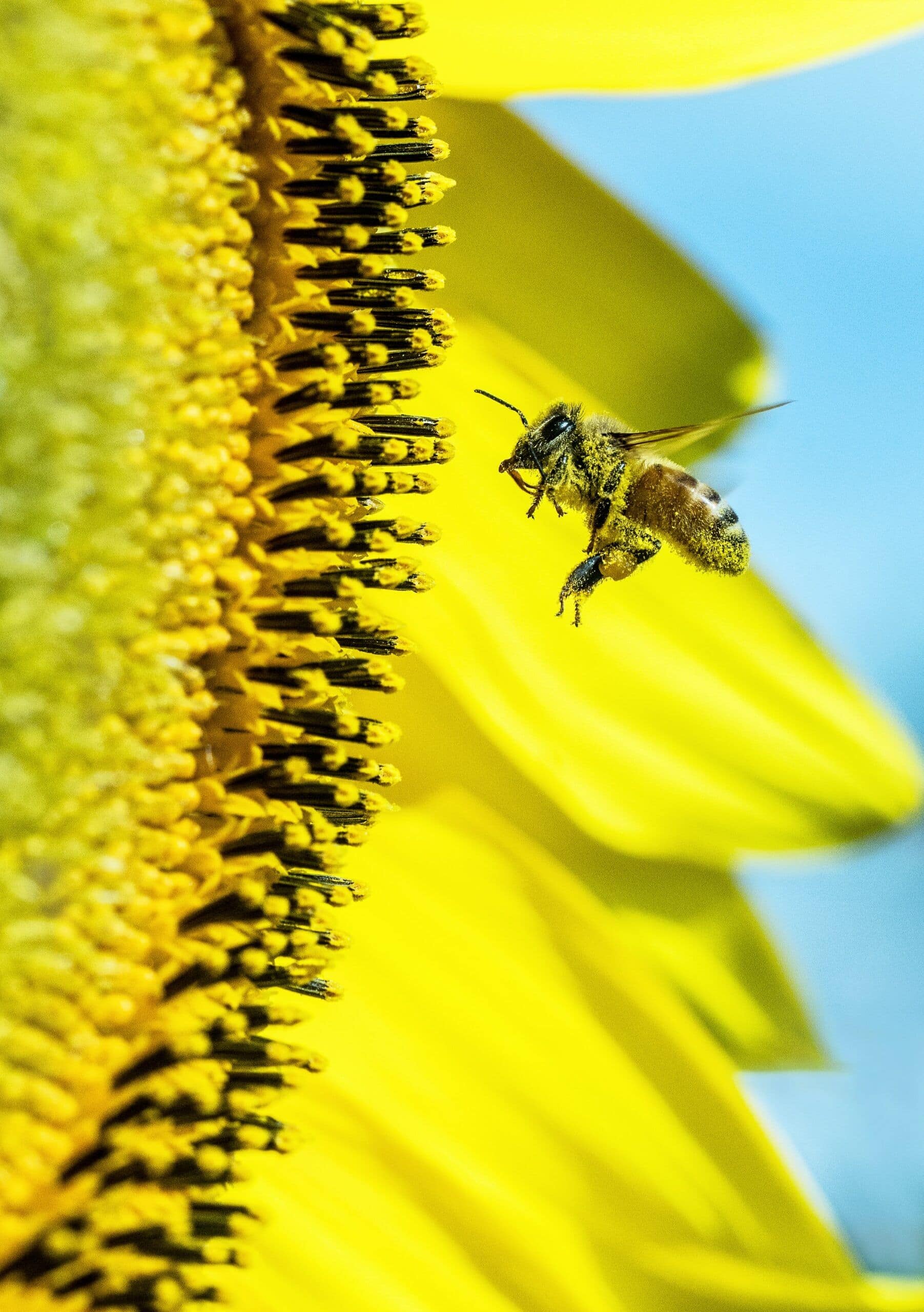 Urban Imkering lässt Bienenvölker wachsen