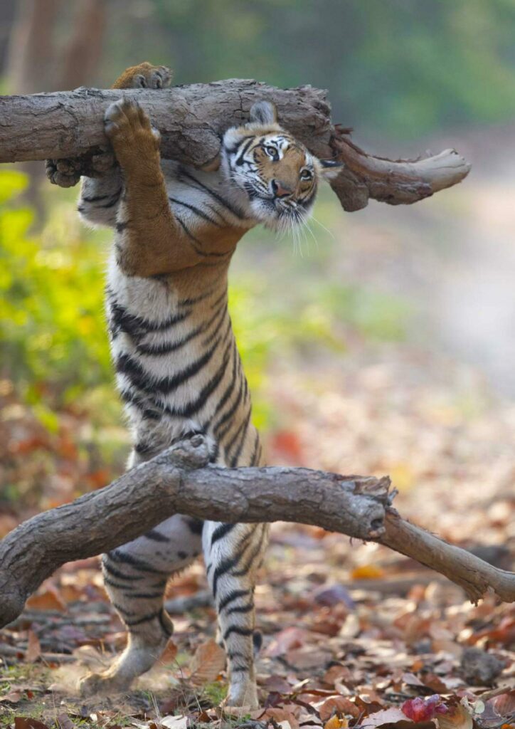Tiger trägt Baumstamm The Comedy Wildlife