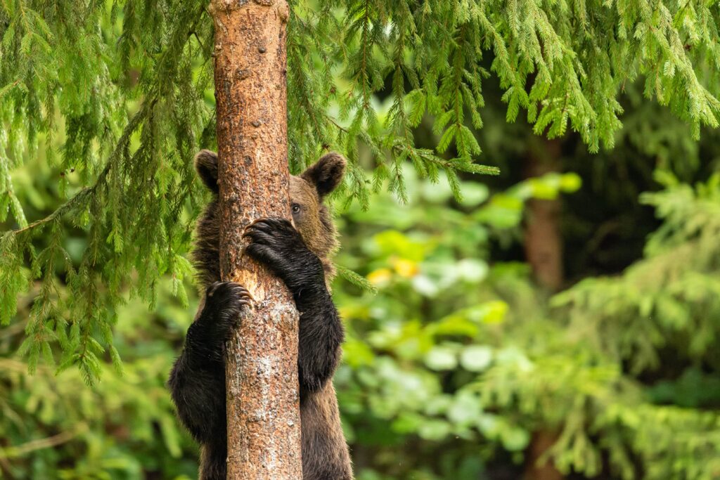 Bär versteckt sich hinter Baum The Comedy Wildlife