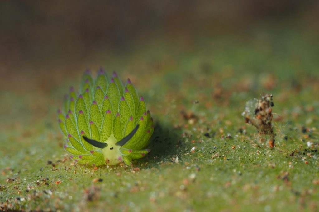 Ein winziges, buntes Schaf kann Fotosynthese