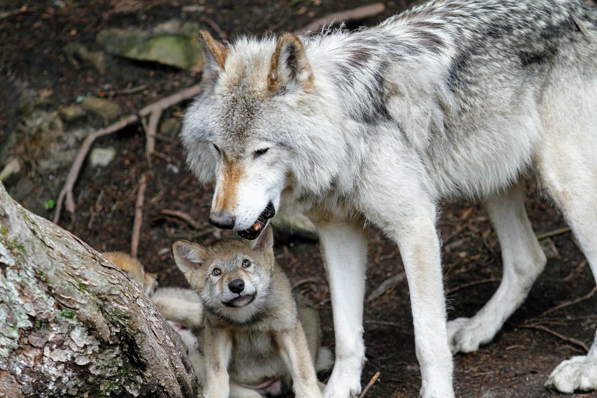 Der Wolf und seine Familie