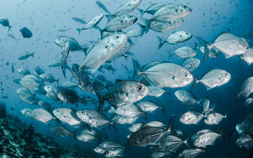 Vier Thunfischarten nicht mehr vom Aussterben bedroht