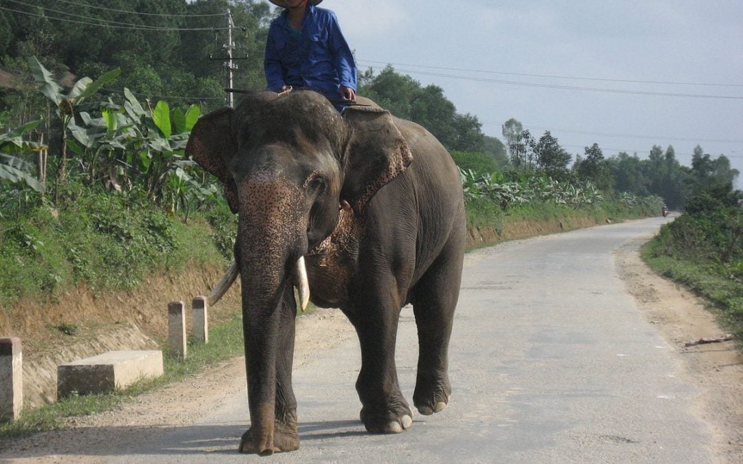 Vietnamesische Provinz plant Verbot des Elefantenreitens