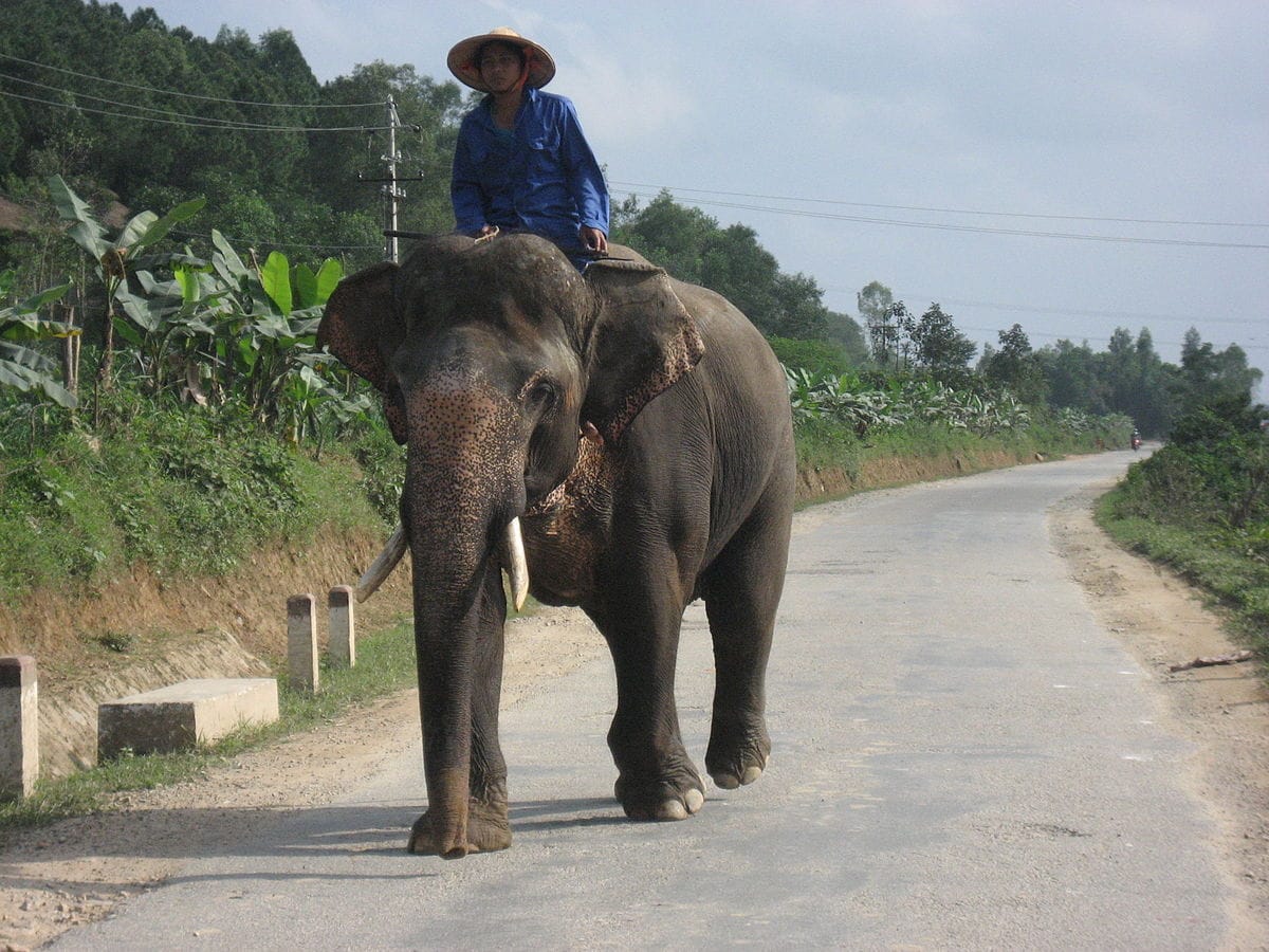Hue near the Tomb of Tu Duc elephant 6223737245