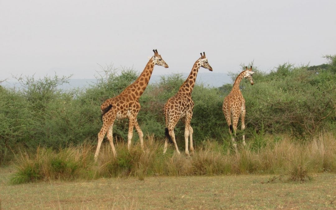 Zahl der Giraffen in freier Wildbahn steigt erstmals wieder