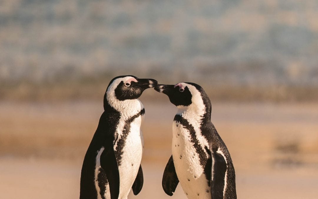 Gleichgeschlechtliches Pinguin-Pärchen übernimmt Pflegeelternschaft