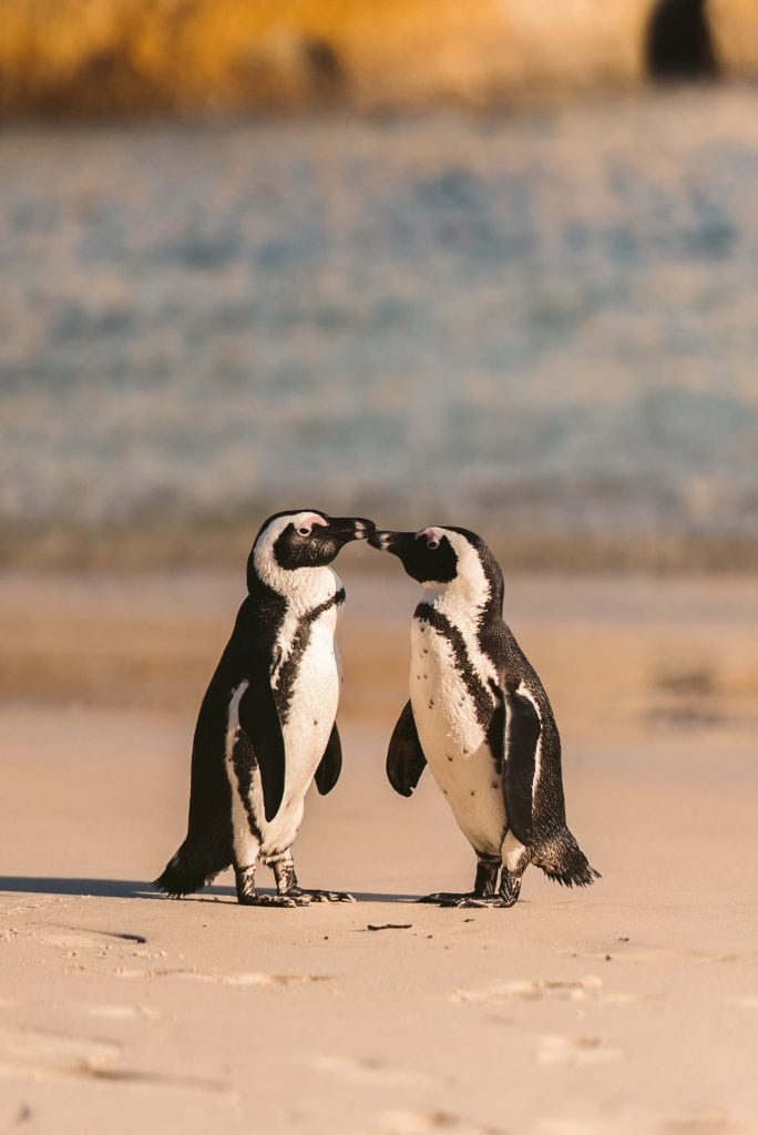 Pinguin