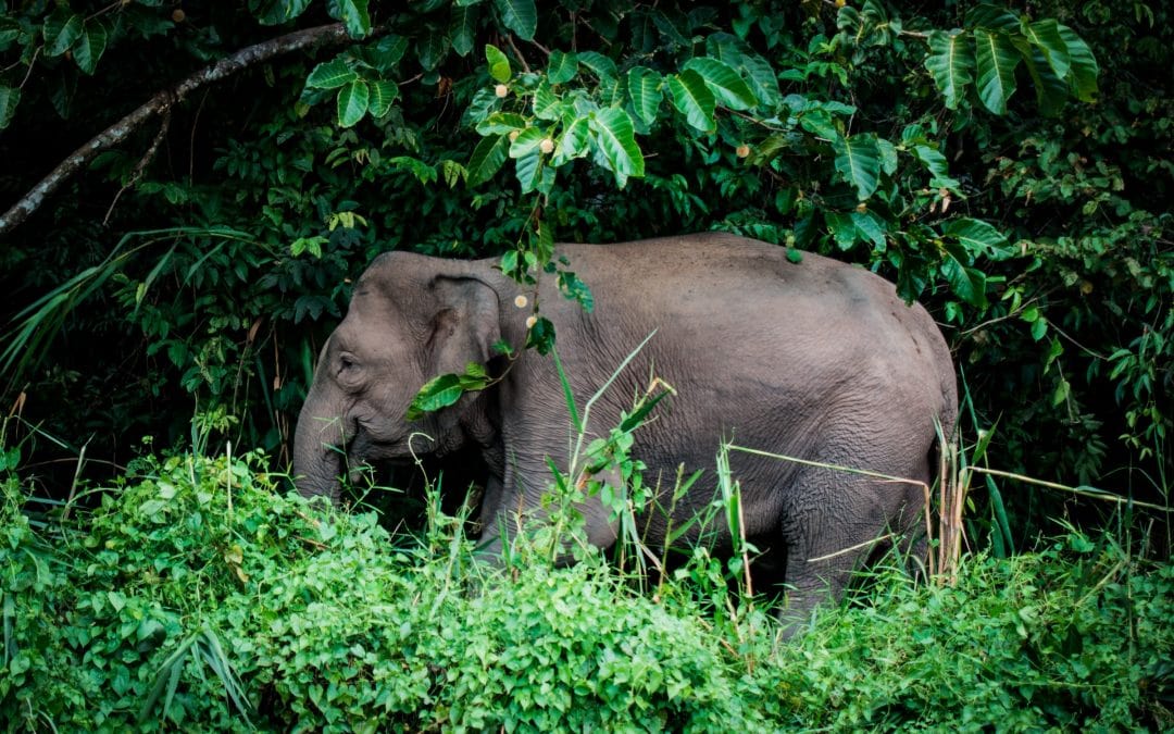 Ein Unternehmen in Sri Lanka macht Elefantendung zu Papier