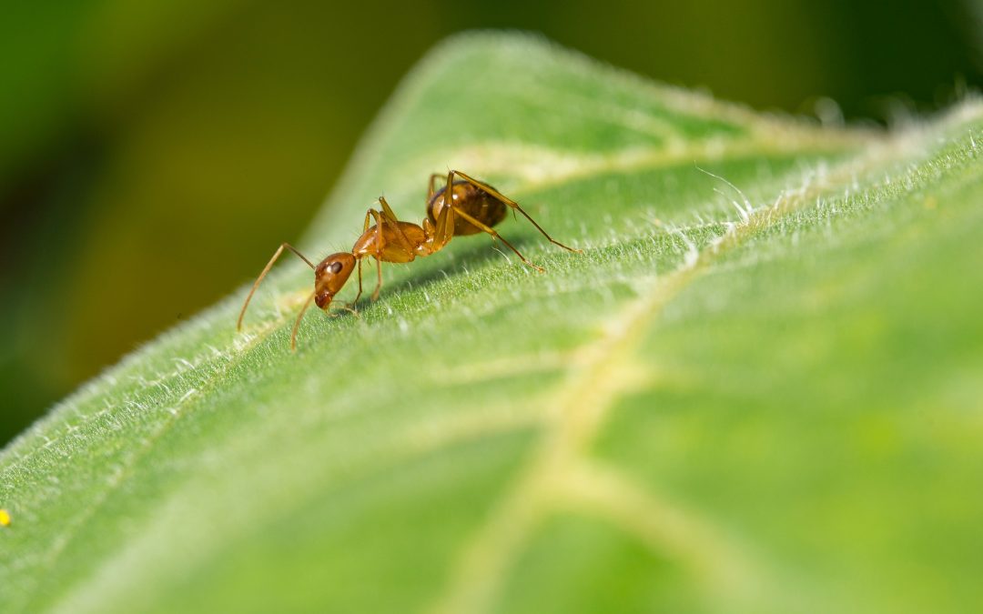 Ameisen können Krebszellen am Geruch erkennen