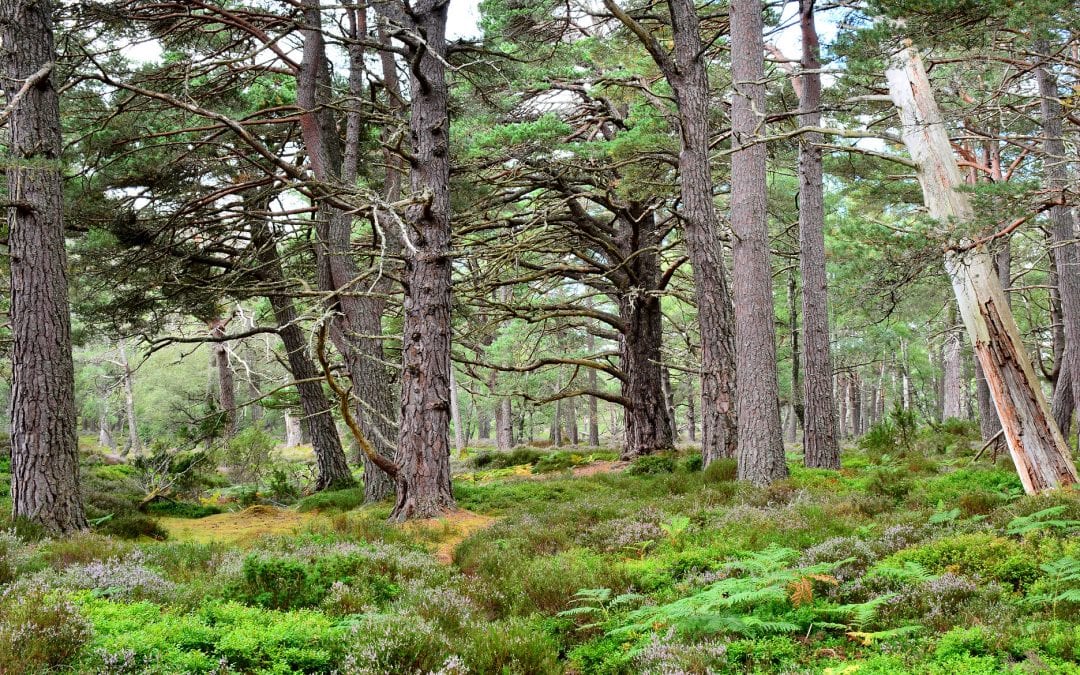 In Schottland gibt es heute wieder fast so viel Wald wie vor 1.000 Jahren