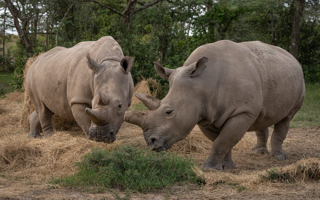 Auswilderungsprojekt in Südafrika: 2.000 Nashörnern dürfen zurück in die Wildnis
