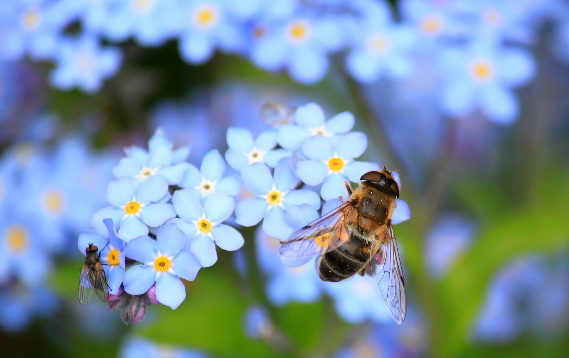 Eine Biene sitzt auf einer blauen Blume.