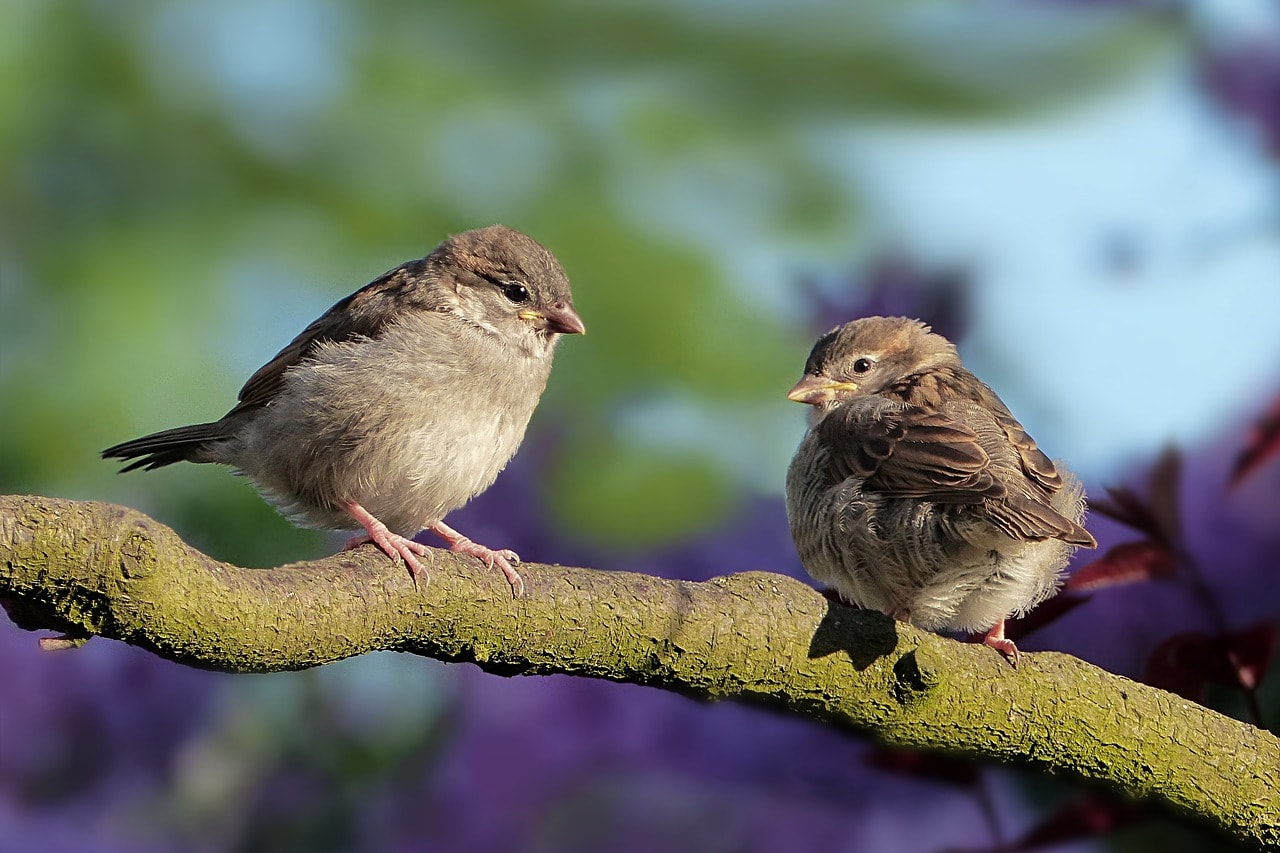 Vogel-Spatzen-Pixabay