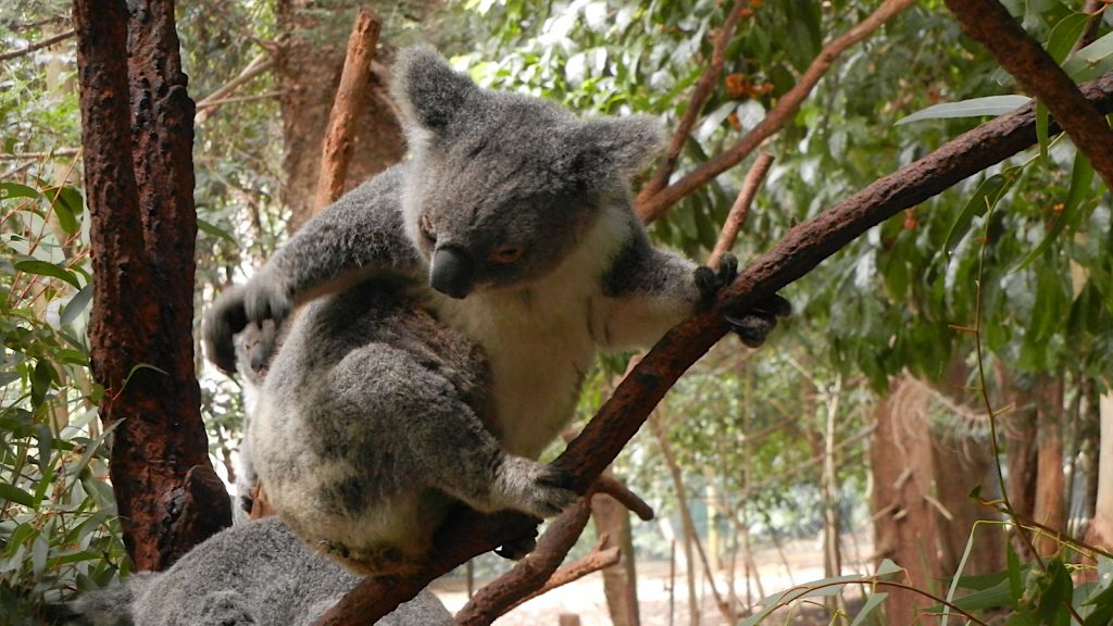 Ein Koala in einer Auffangstation in Australien