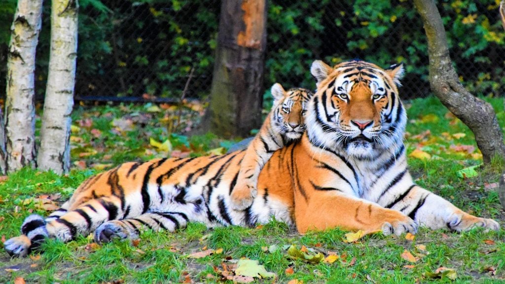 Litauen, Luxemburg, Malta und Zypern möchten künftig verbieten, dass Wildtiere wie Tiger und Krokodile als Haustiere gehalten werden.