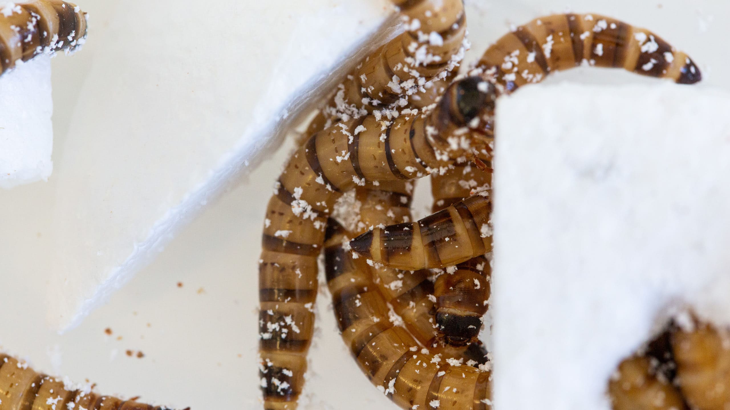 Superwurm kann Styropor essen