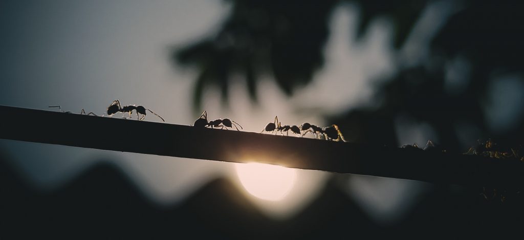 Mehrere Ameisen auf einem Ast bei Sonnenuntergang