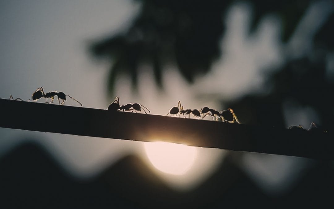 Diese Ameisen retten ihre verletzten Artgenossen – und heilen ihre Wunden