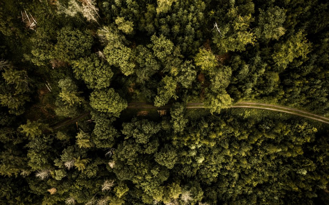 Schneiderin pflanzt 1.000 Bäume im Westerwald durch den Verkauf nachhaltiger Mode