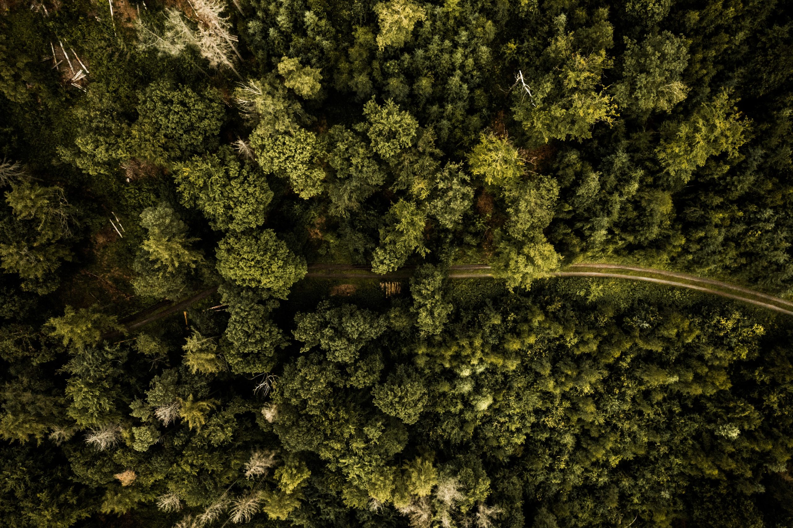 Wald