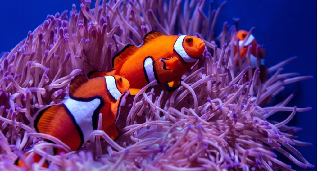 Good News Flash: Great Barrier Reef erholt sich