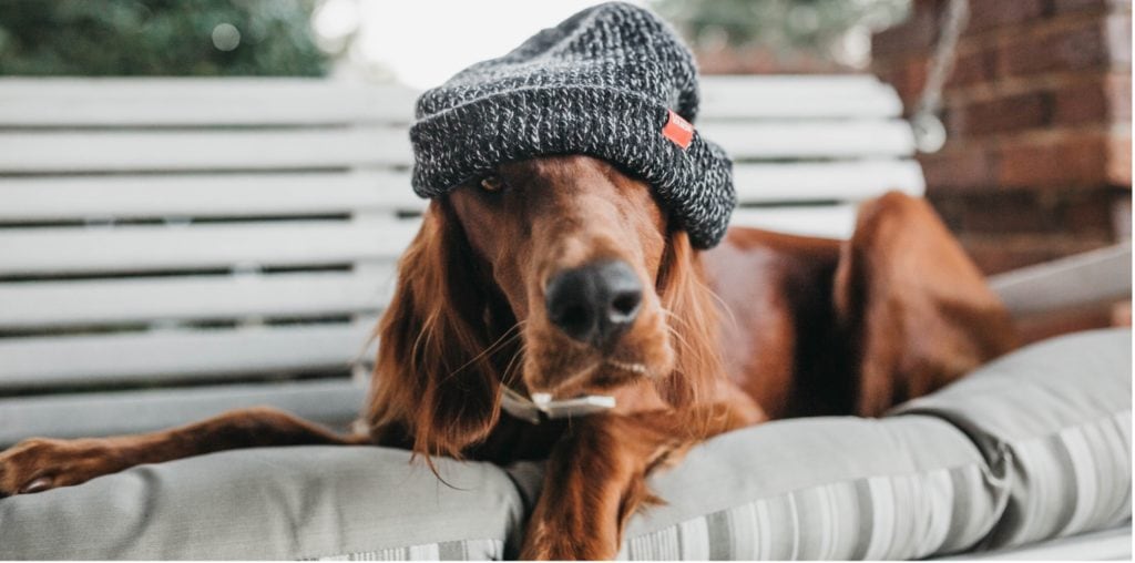Hund mit grauer Mütze aus Wolle