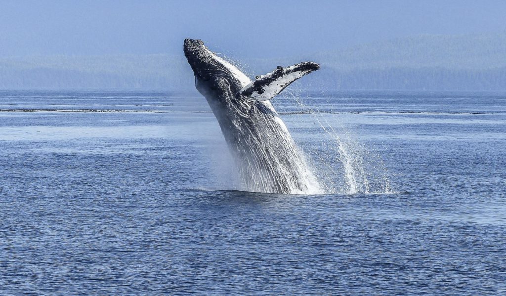 humpback whale pixabay e1660469719722