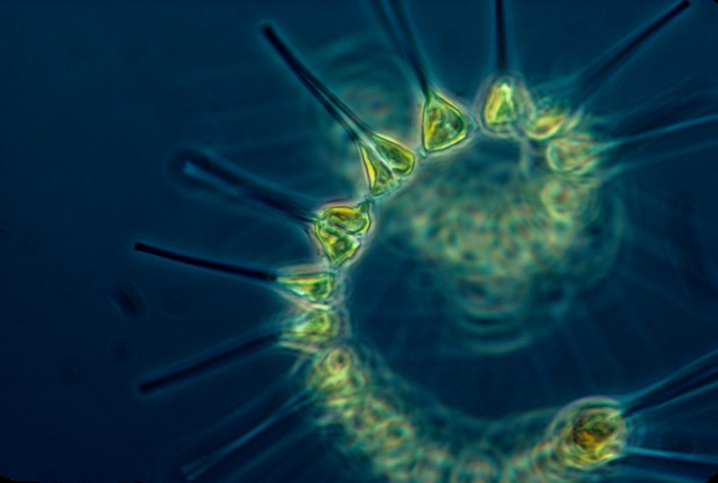 Phytoplankton wächst dank Wal-Kacke
