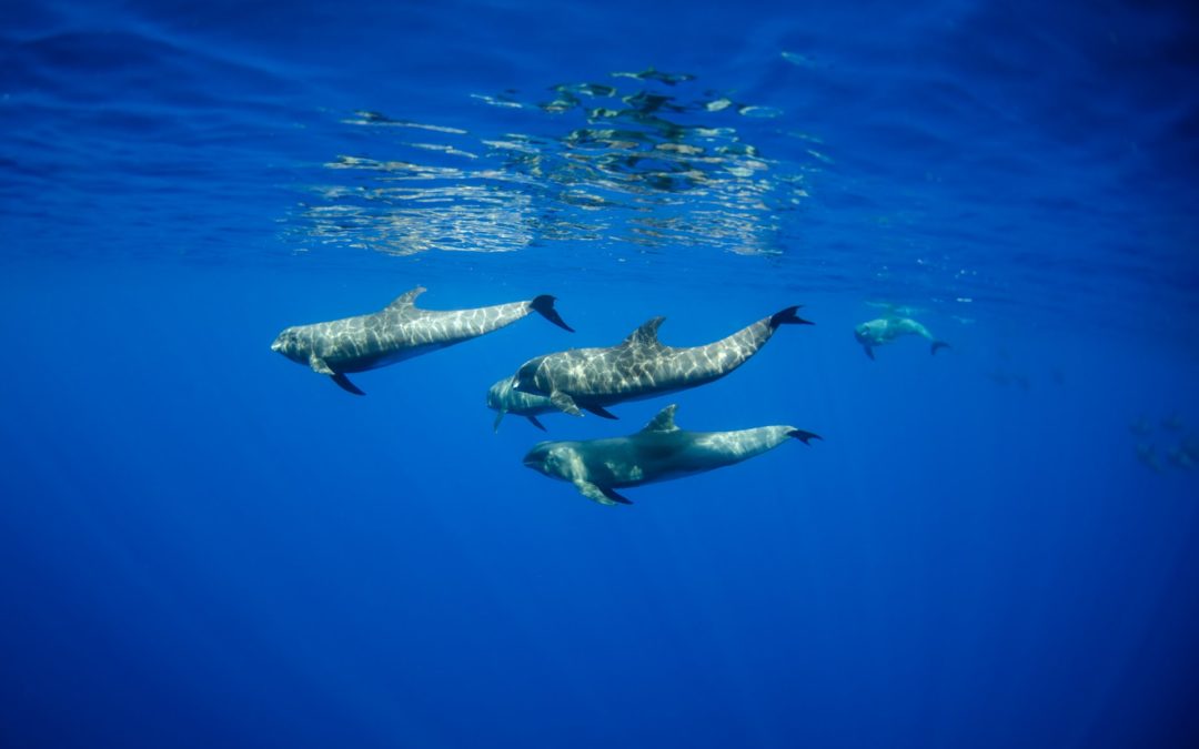 “Whale Safe” verhindert KI-gestützt Schiffskollisionen mit Walen