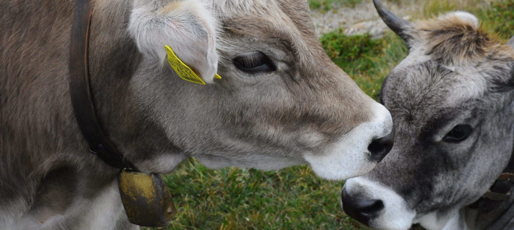 Koe knuffelen, auf Deutsch übersetzt Kühe kuscheln, wird weltweit immer mehr zum Trend. Davon profitieren Menschen genauso wie die Kuschel-Kühe.