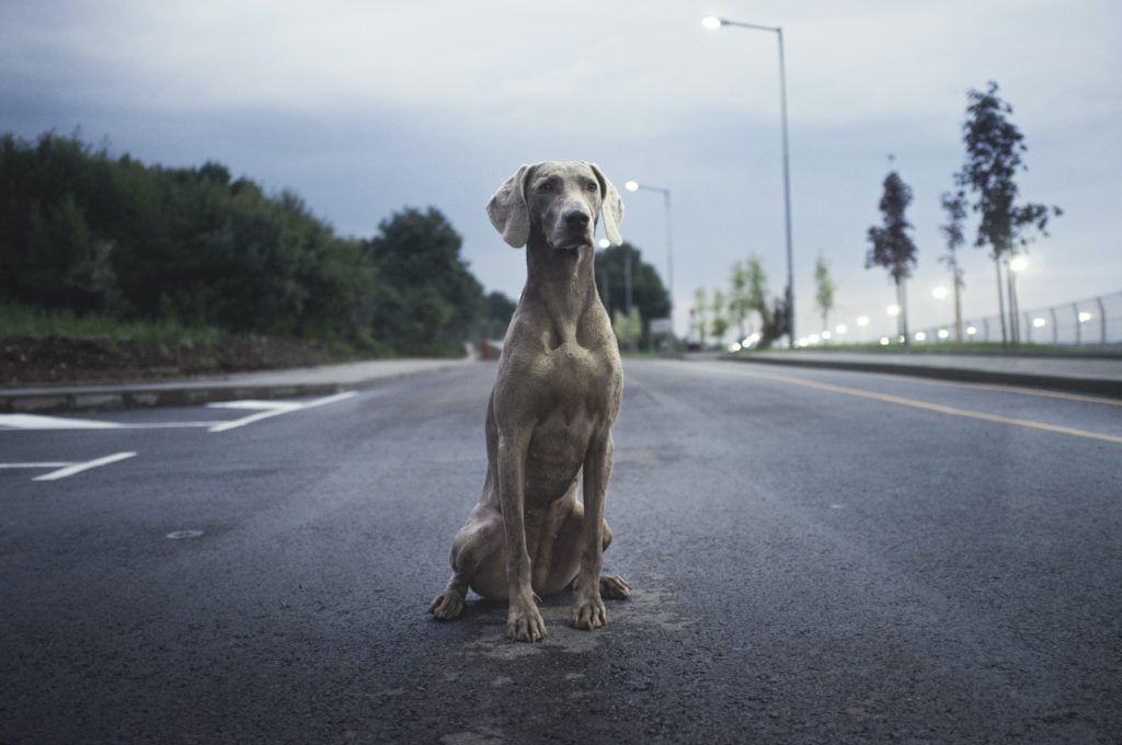 Hund auf Straße