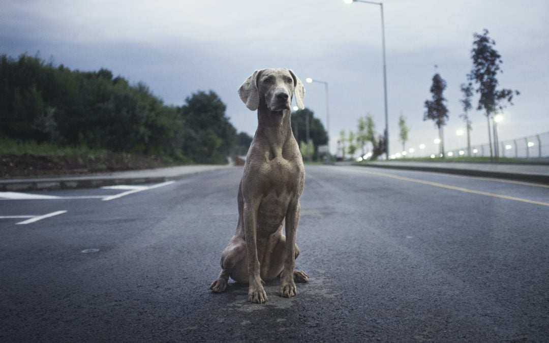 Hundehaufen in England bringen Licht ins Dunkel