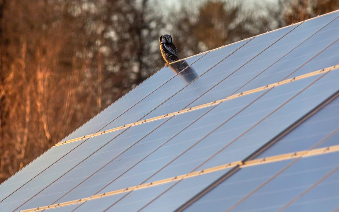Diese Projekte nutzen Solarenergie besonders platzsparend